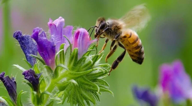 honeybee flower jpg x q crop scale honeybee flower jpg x q crop scale