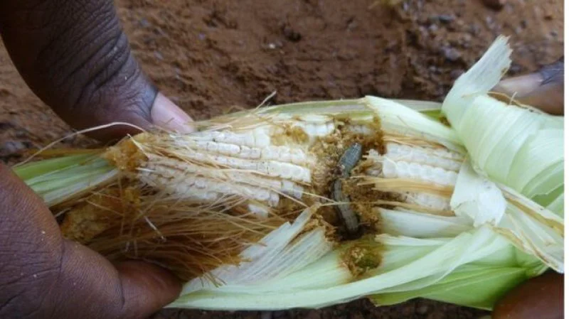 armyworm armyworm