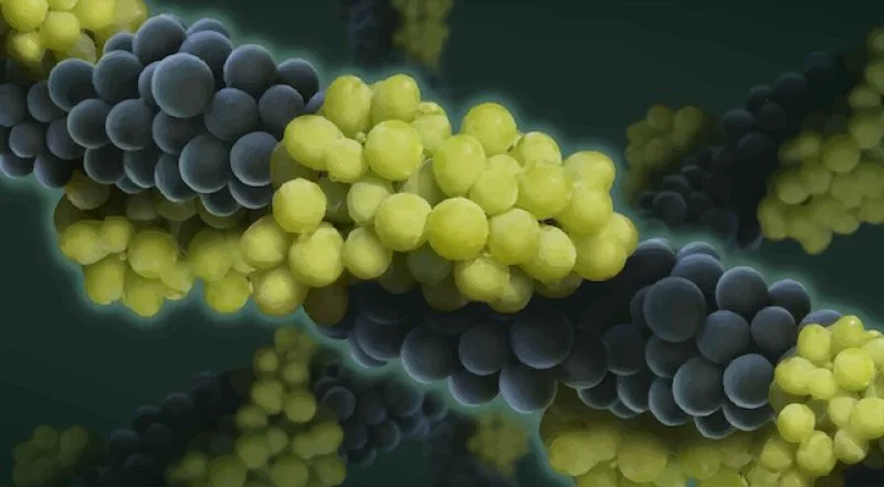 Credit: Jose Vouillamoz