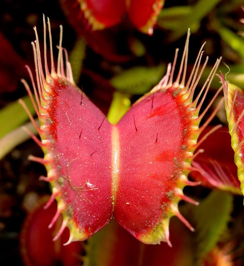 venus flytrap showing trigger hairs venus flytrap showing trigger hairs