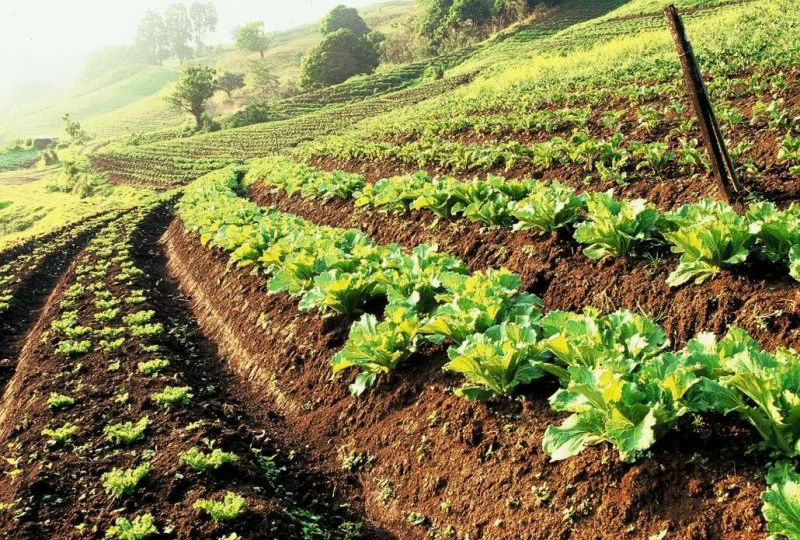 Sustainable Agriculture x Sustainable Agriculture x