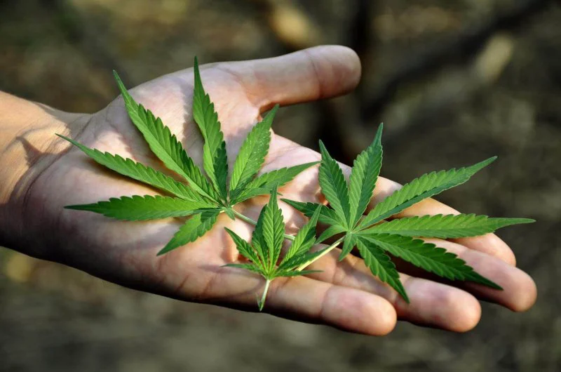 marijuana pot in hand marijuana pot in hand