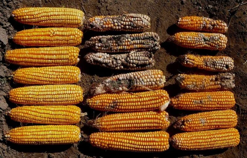 fall armyworm mgmt fall armyworm mgmt