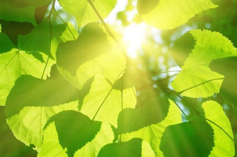 photosynthesis photosynthesis