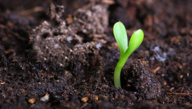n SOIL x e n SOIL x e