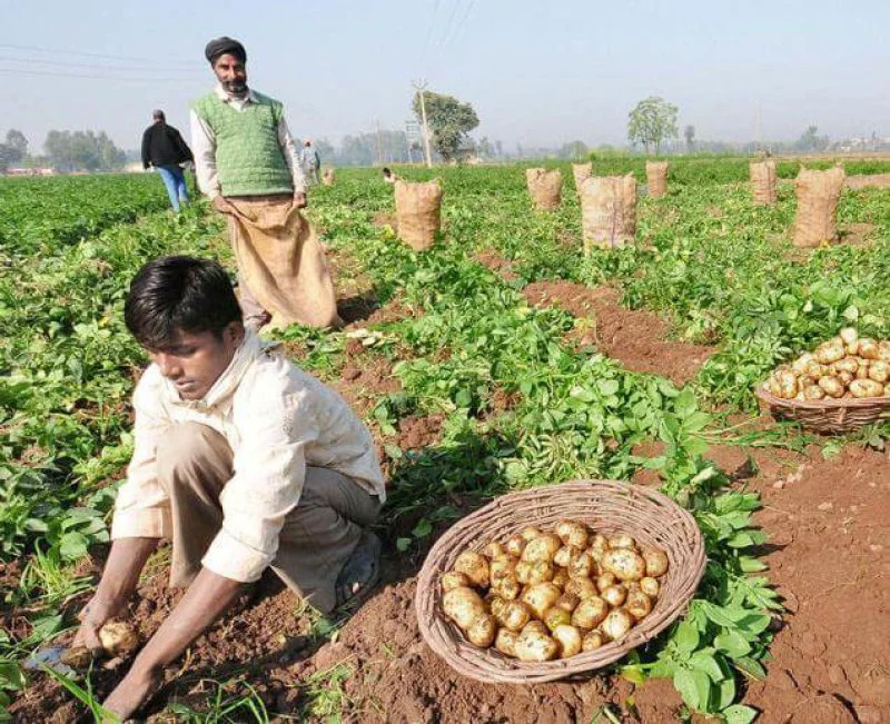 Potato farms Potato farms