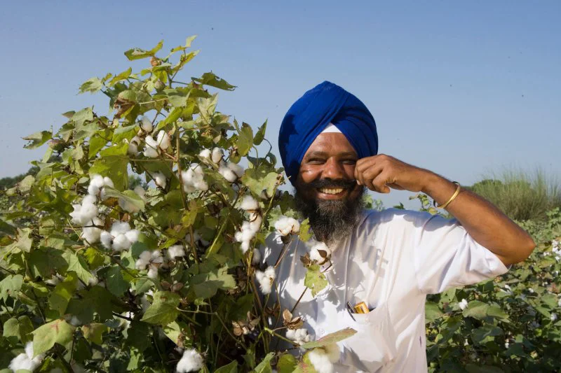 pic bt cotton punjab farmer pic bt cotton punjab farmer
