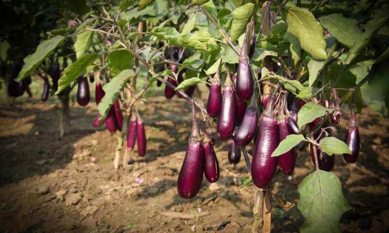 brinjal brinjal