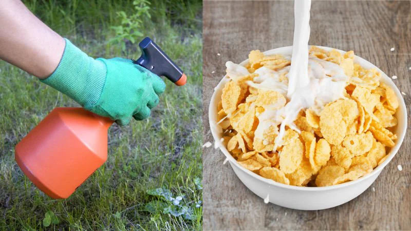 Study Finds Cheerios Oats Other Breakfast Foods May Contain Weed Killer Study Finds Cheerios Oats Other Breakfast Foods May Contain Weed Killer