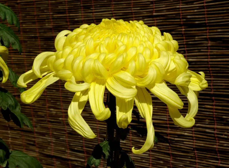 px chrysanthemum november osaka japan px chrysanthemum november osaka japan