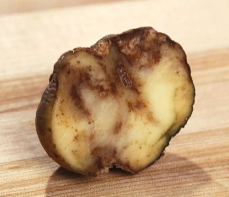 potato potato