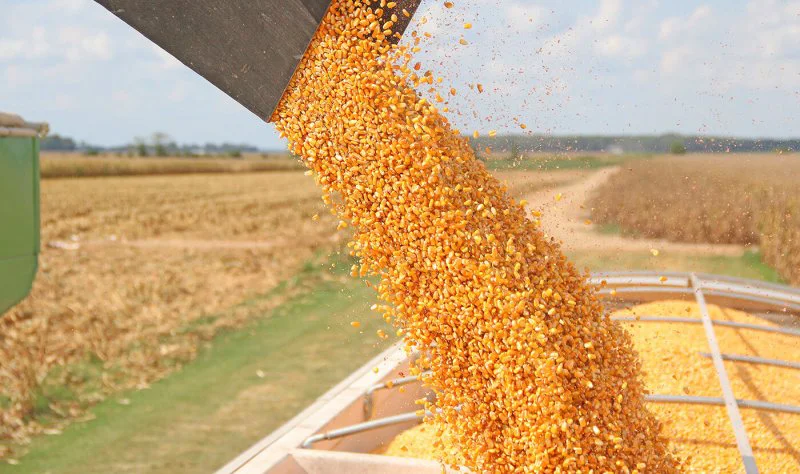 cornharvestdfp