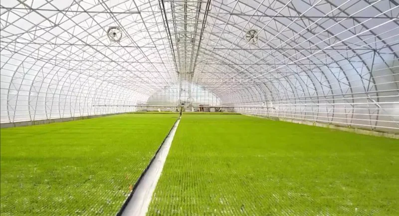 screenshot iceland is growing new forests for the first time in years screenshot iceland is growing new forests for the first time in years