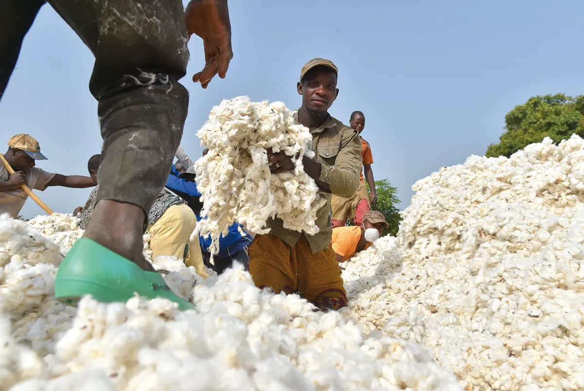 africas cotton industry looks to the future africas cotton industry looks to the future
