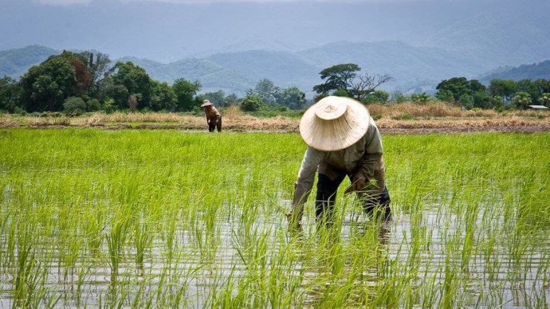 thailands rice farmers thailands rice farmers