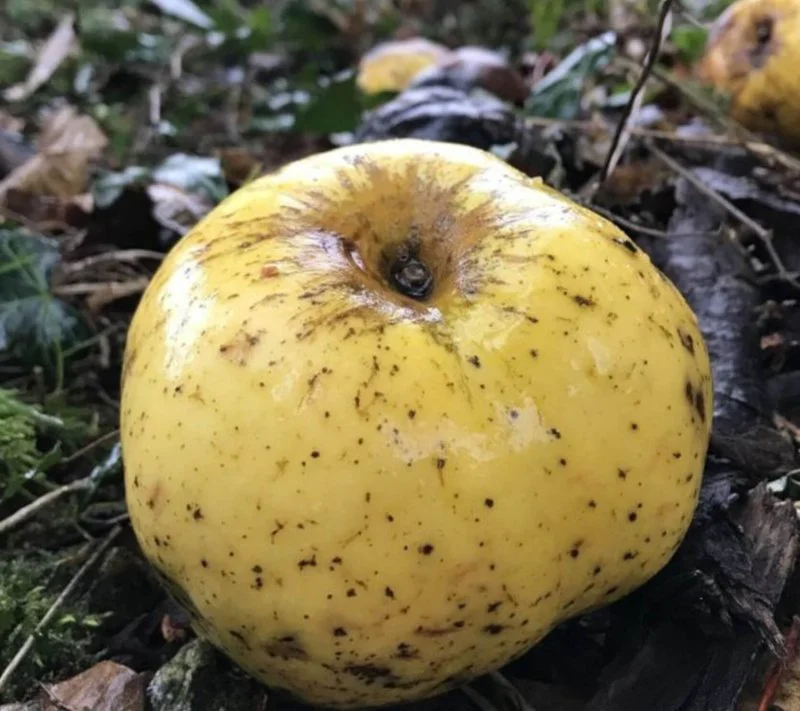 screenshot new apple variety discovered by wiltshire jogger screenshot new apple variety discovered by wiltshire jogger