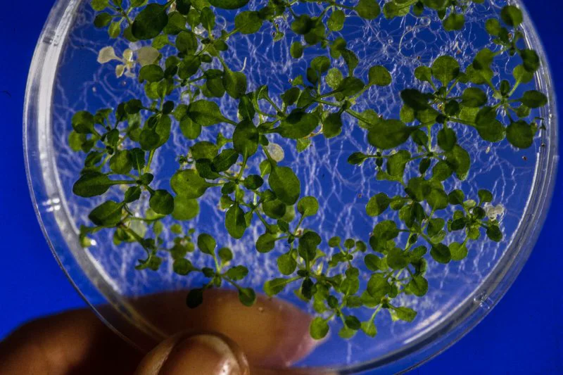 Credit: INRA/Jean Weber