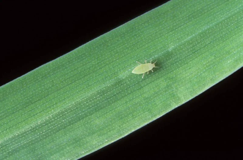 px russian wheat aphid px russian wheat aphid