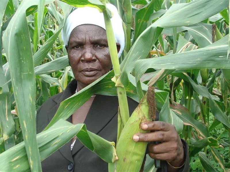 Credit: Laura Poole/ABC