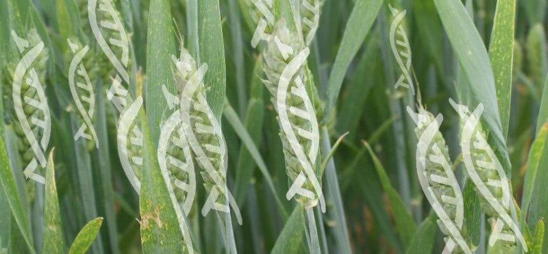 gene edited wheat web x gene edited wheat web x