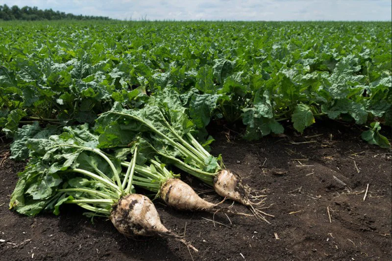 Genetically modified sugarbeets. Credit: Luther Markwart