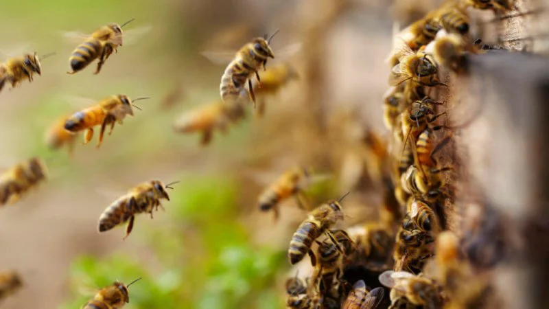 bees bees