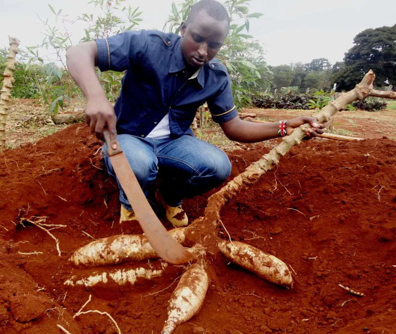 Nicksonn Muturi cassava Nicksonn Muturi cassava