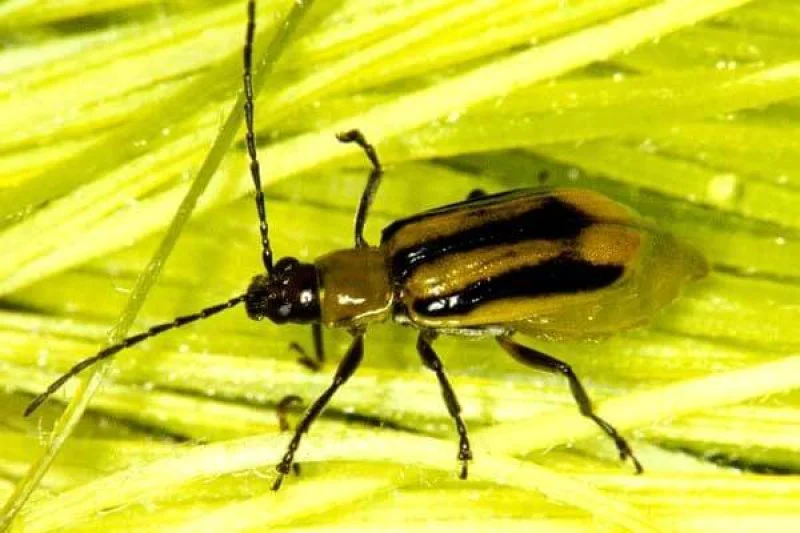 Western corn rootworm. Credit: Jim Kalisch/University of Nebraska-Lincoln
