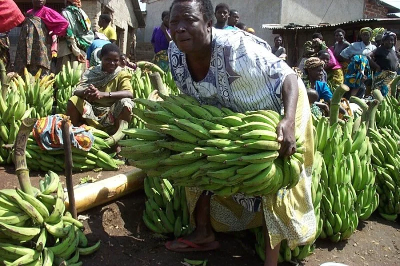 mwanamke akinyanyua mkungu wa ndizi katika soko la tukuyu
