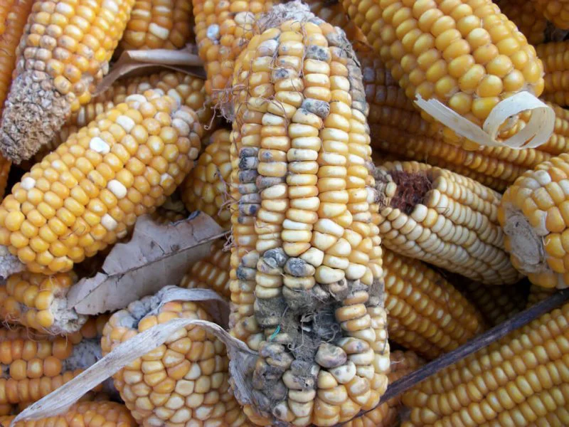 mycotoxin corn mycotoxin corn
