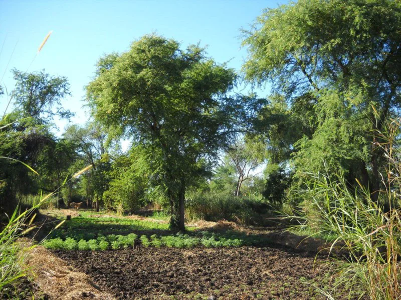 treesonfarms