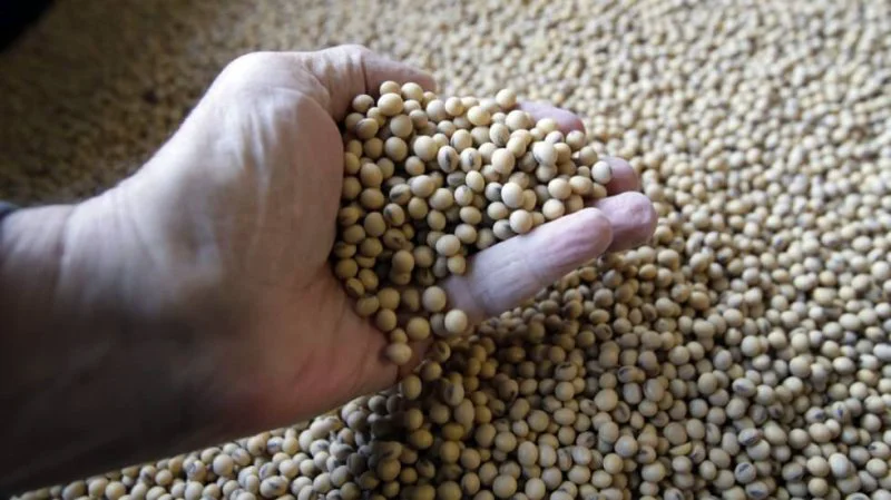 soybean