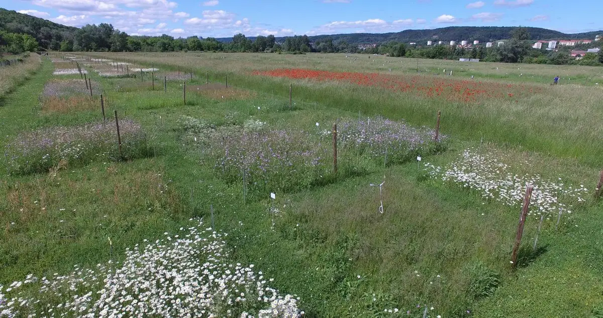 jena experiment germany jena experiment germany