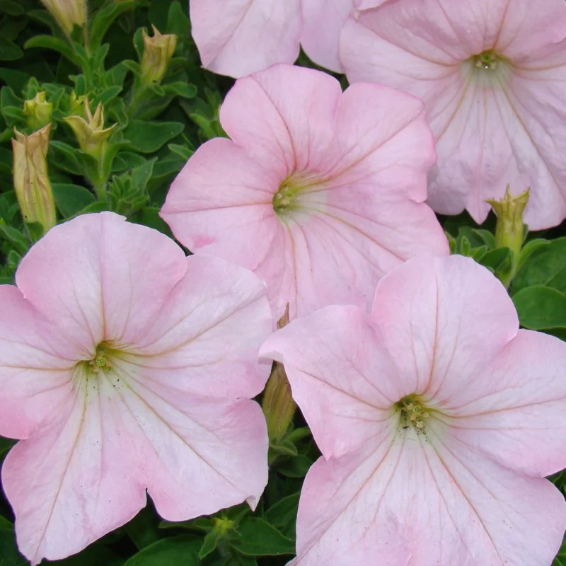 ecpetunia soft pink web ecpetunia soft pink web