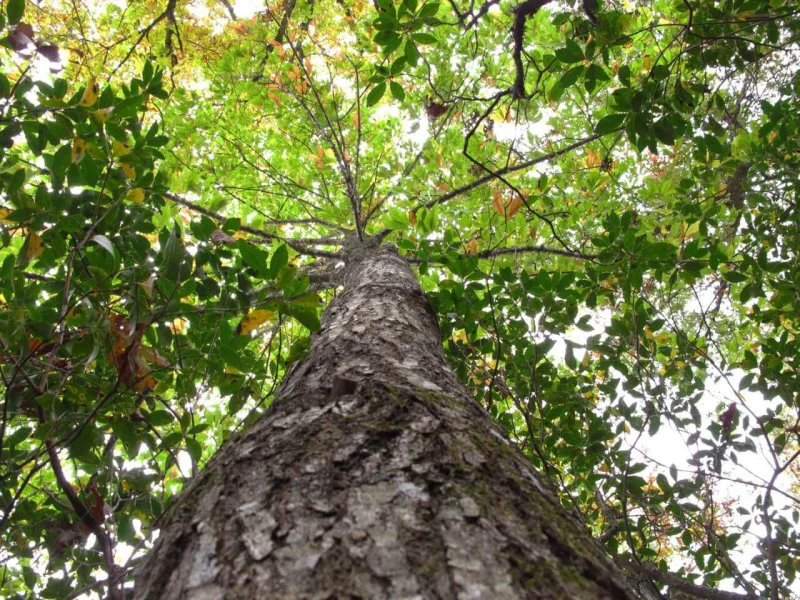 American chestnut allen breed ap