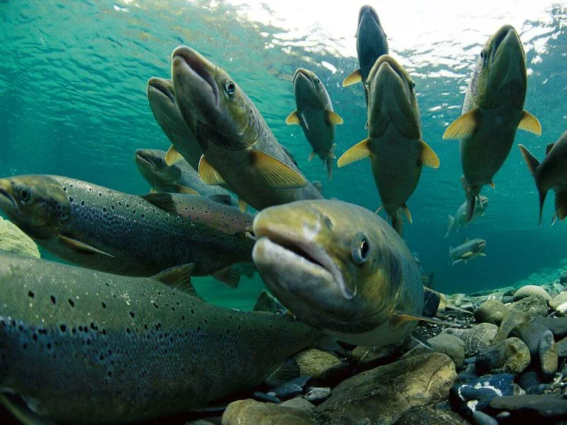 Spawning Atlantic Salmon Spawning Atlantic Salmon