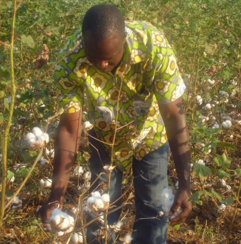 GM Cotton