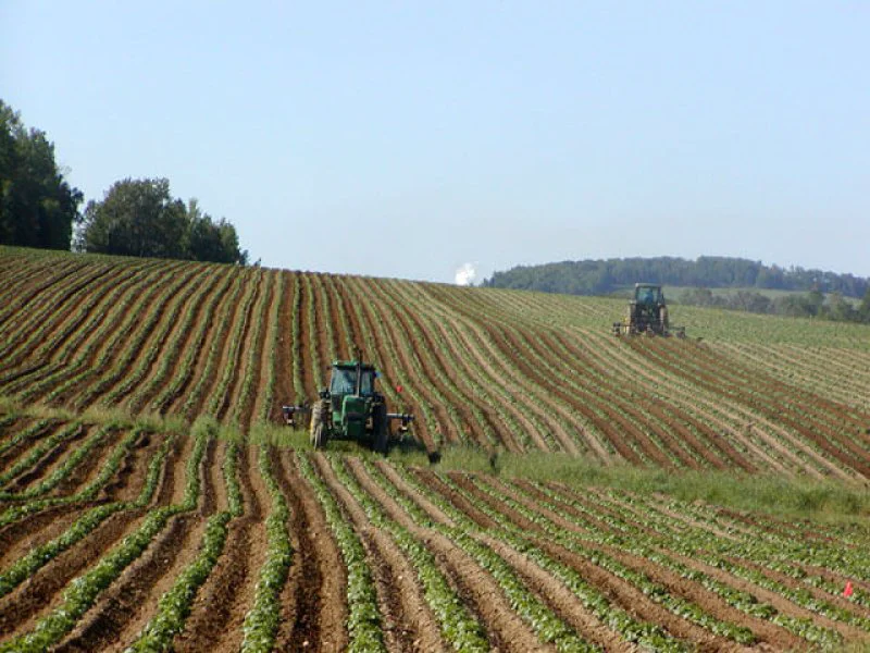 Tractors in Potato Field Tractors in Potato Field