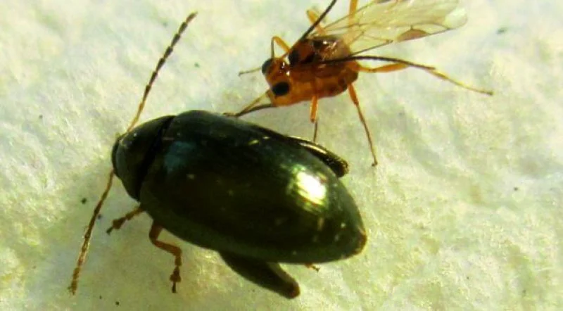 microctonus brassicae a parasitoid targeting the adult cabbage stem flea beetle psylliodes chrysocephala x microctonus brassicae a parasitoid targeting the adult cabbage stem flea beetle psylliodes chrysocephala x
