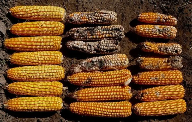fall armyworm mgmt