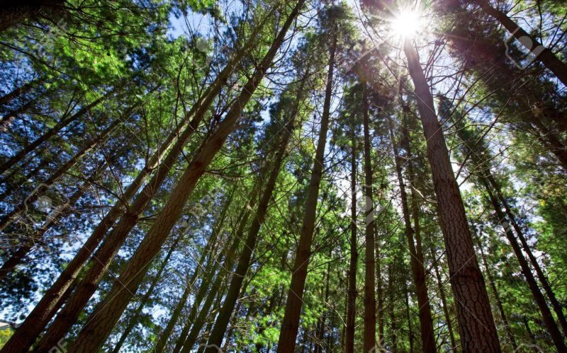 sun shining through tall trees in forest sun shining through tall trees in forest
