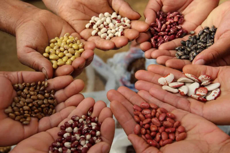 seeds seeds