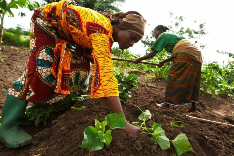 growing sweet potatoes in tanzania x