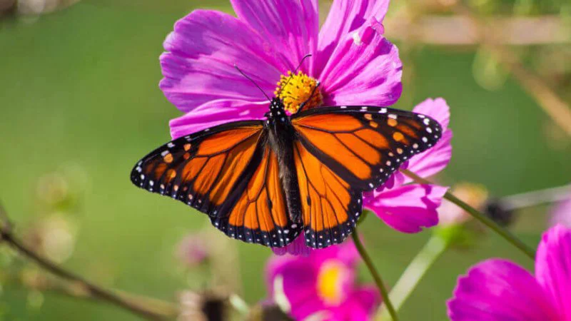 monarch butterfly x