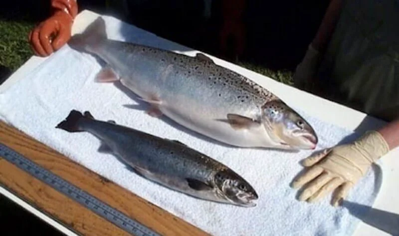 salmon e
