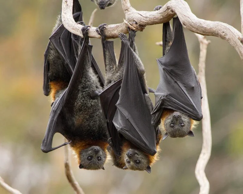 bats