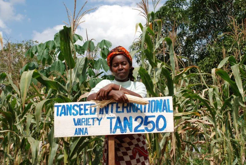 A farmer in Tanzania stands in front of her maize plot where she grows improved, drought tolerant maize variety TAN 250. Credit: Anne Wangalachi/CIMMYT
