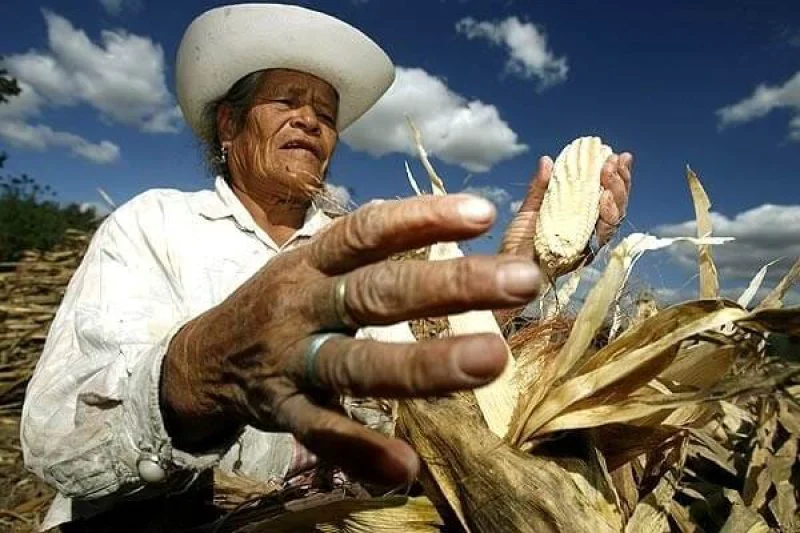maiz mexico maiz mexico