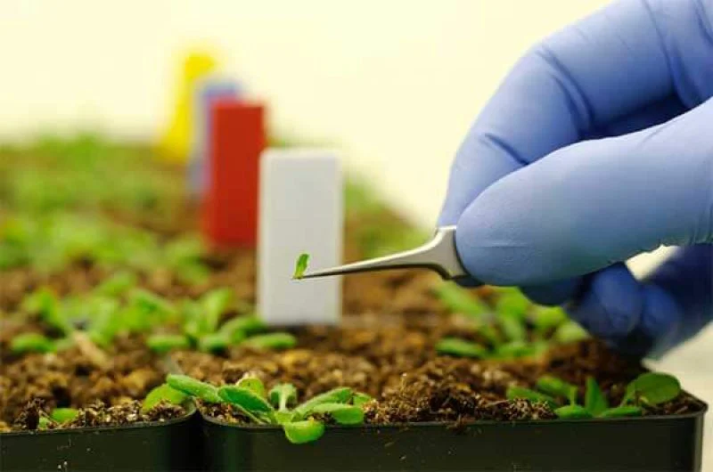 nanotechnology in agriculture