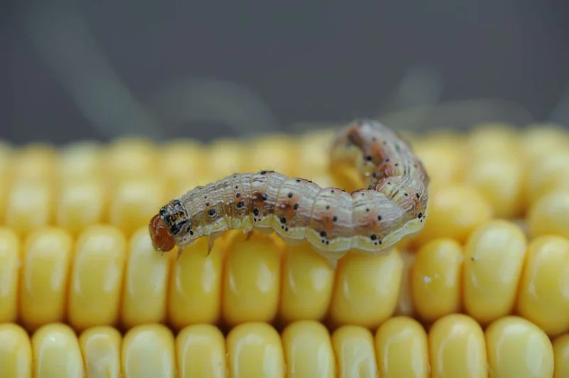 CEW on Corn SR